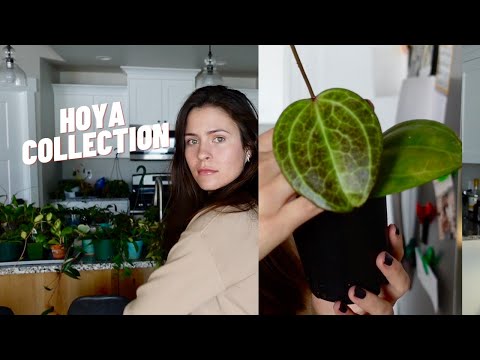 My Hoya Collection! *well like 90% of them because I'm forgetful*