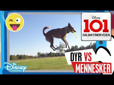 Dalmatinerveien 101 | Dyr vs Mennesker: Triks 👏- Disney Channel Norge
