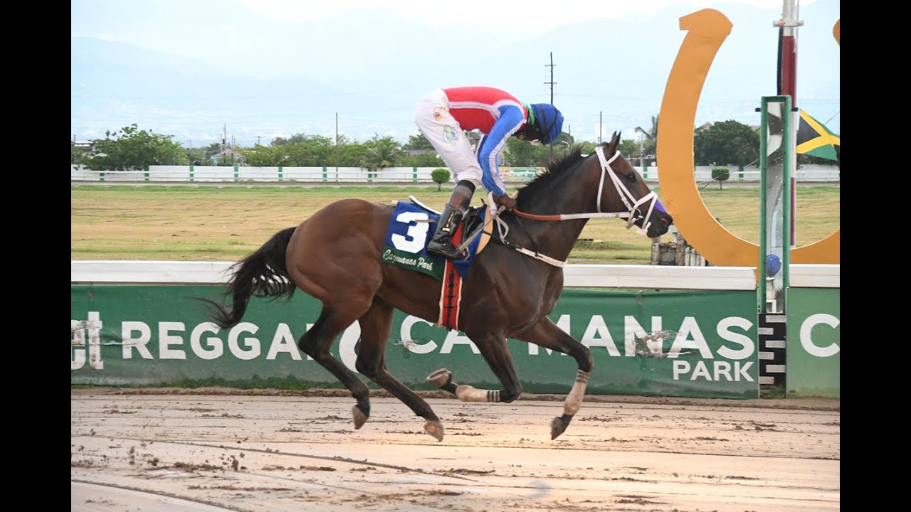Watch The Last Four Derby Races At Caymanas Park
