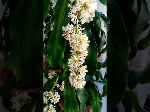 beautiful flowers ❤️#flowers #garden #nature #naturelover #naturephotography