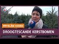 REPO: Droogteschade voor kerstbomenkwekerij door warme zomer