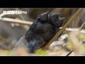 Disaster Strikes As Wild Dog Den Collapses Trapping Pups Kingdom BBC Earth