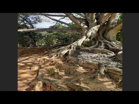 My First Memory - Dhima