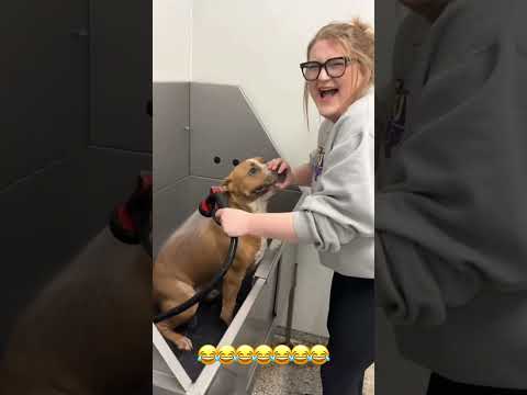 #cutecats #funny #cat #funnyanimals #cutcats #funnydogs