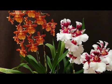 , title : 'Orquídeas Cambria cuidados: Oncidium, Miltonia, Odontoglossum, Brassia, Cochlioda, Gomesa'