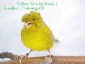 CANARY SINGING GLOSTER - Serinus canaria Traing CD
