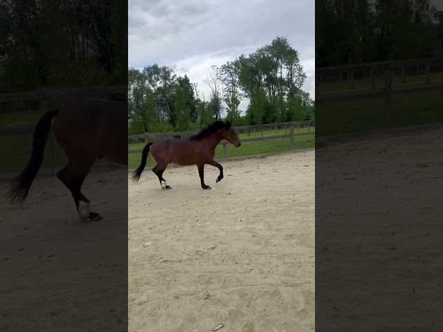Ruin Franse rijpony PFS Te koop 2024 Donker bruin / bai ,  Jogry d&rsquo;Odival