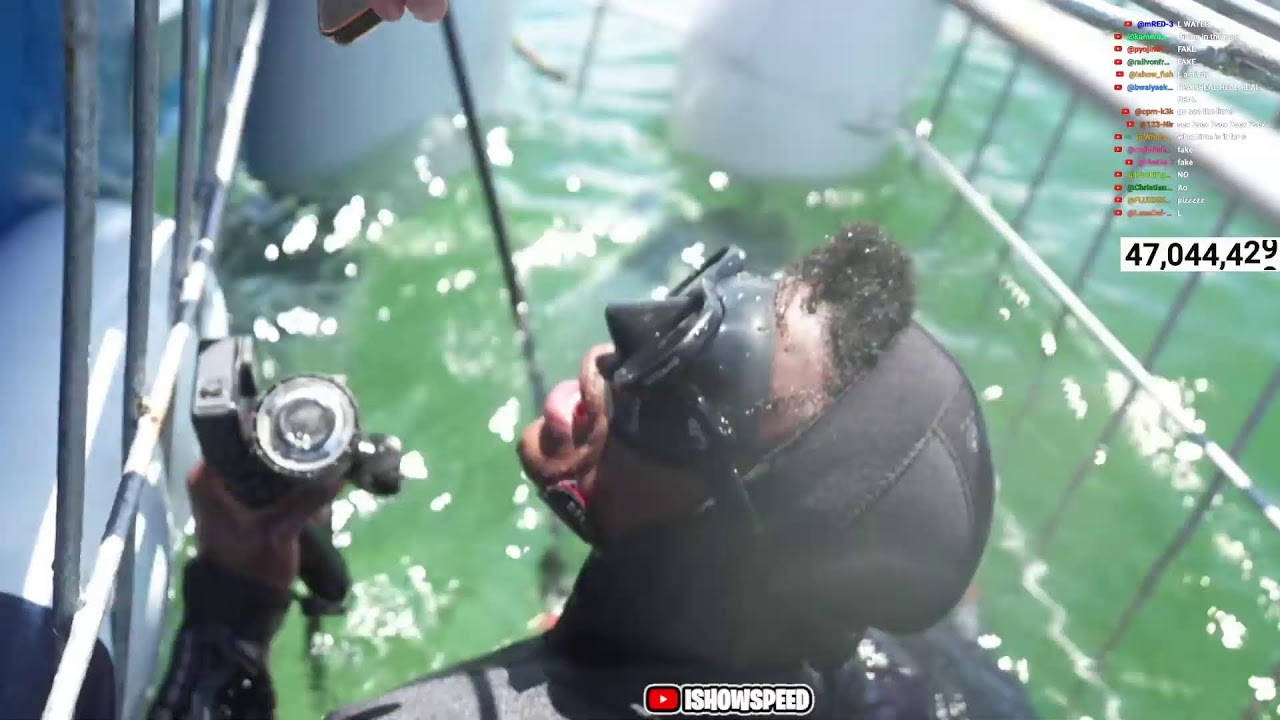 irl Shark Diving stream in South Africa 🦈