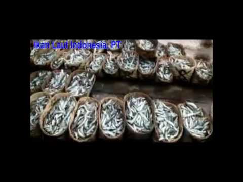 download lagu mp3 mp4 Wholesale Frozen Octopus, download lagu Wholesale Frozen Octopus gratis, unduh video klip Wholesale Frozen Octopus