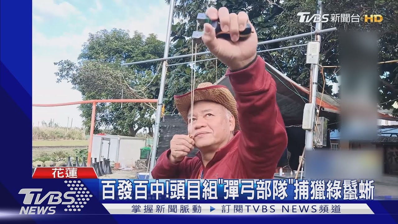 百發百中!頭目組「彈弓部隊」捕獵綠鬣蜥