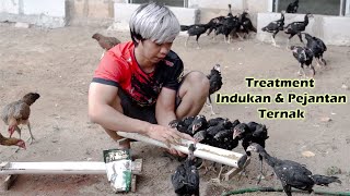 Download lagu care of broodstock and male chickens in the livestock pen mp3