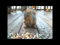 Squirrel Cam - Comfirmation by Charlie Parker