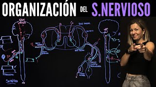 👁‍🗨ORGANIZATION within the NERVOUS SYSTEM