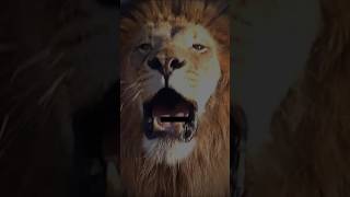 Download lagu Mentalmu di level mana🔥story keren singa@EmRuudstory #storywa #animals #motivation #viral #shorts mp3