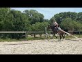 Caballo castrado Anglo-Arabe En venta 2022 Bayo moreno por UPSILON VAN DE HEFFINCK
