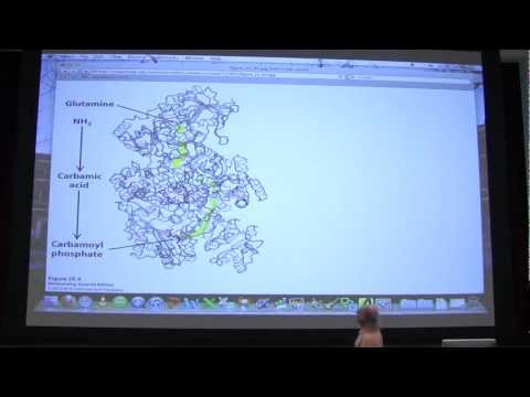 #39 Biochemistry Nucleotide Metabolism I Lecture for Kevin Ahern's BB 451/551