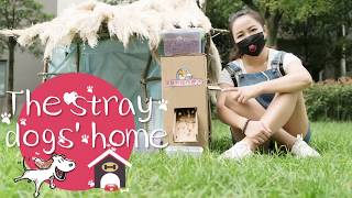 E16 DIY The Stray Dogs' Home | Ms Do