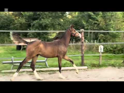 Verrero Rossi Jsb (Lamaze TN x Grandslam Vdl) 