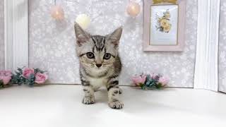 アメリカンショートヘアの動画01