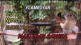 Download lagu Suara pancingan burung Flamboyan bikin emosi mp3