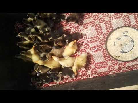 Boboci de rață leșeasca și românească