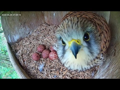 4 kestrel chicks - growing fast now| Kestrel nestbox live 2025!