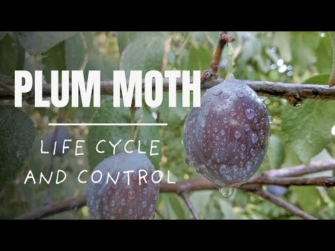 Plum moth - Life Cycle & Natural Control Tips