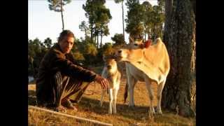 Famous Blue Raincoat (Leonard Cohen cover) - Amit Arad