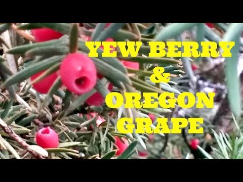 download lagu mp3 mp4 Fruits In Season Oregon, download lagu Fruits In Season Oregon gratis, unduh video klip Fruits In Season Oregon