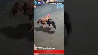 Download lagu Judi sabung ayam ajibaho desa mandi angin kec biru-biru diduga dibekingi oknum cepak inisial tarigan mp3