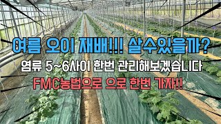 낙안 오이 재배농장 방문!!! 염류 5-6!!! 한번 살려보겠습니다!!!