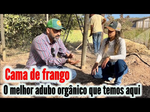 COMO CURTIR ESTERCO DE GALINHA PRA COLOCAR NA HORTA.