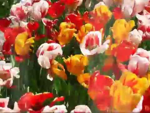 Steve Reich   Six Marimbas (1986)