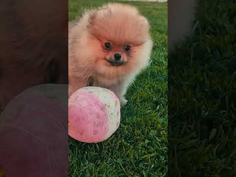 Deutscher Zwergspitz Welpe kaufen