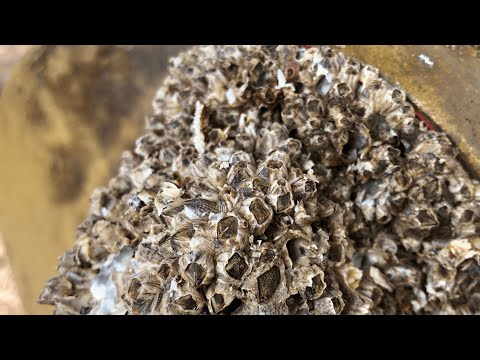 Barnacles Removal ASMR on Boat – So Satisfying to Watch!