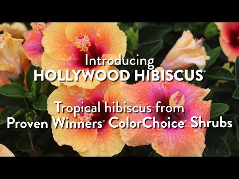 Introducing Hollywood Hibiscus 🌺