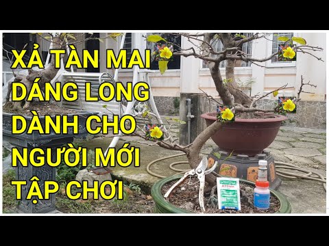 🔴 QBS22133 - THỰC HÀNH XẢ TÀN CHO CÂY MAI DÁNG LONG BÌNH ĐỊNH || THỜI ĐIỂM XẢ TÀN CHO CÂY MAI VÀNG