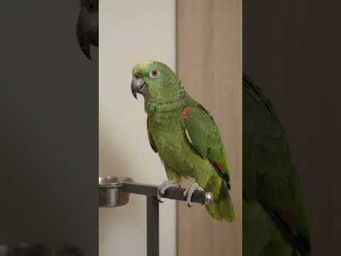 Попугай и злобный кролик😂🦜