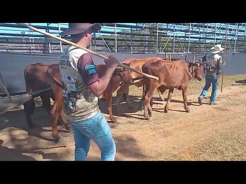 Segundo vídeo.  Festival do carro de boi ibertioga Minas Gerais 2026 .