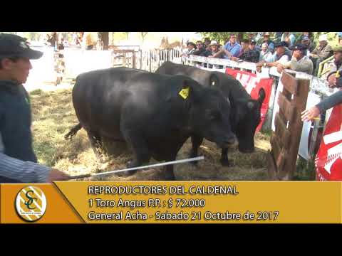 21-10-17 Venta de Toros P.P. - Reproductores del Caldenal - General Acha.
