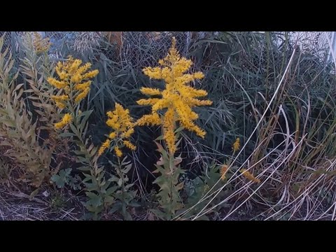 本物のブタクサ 植物