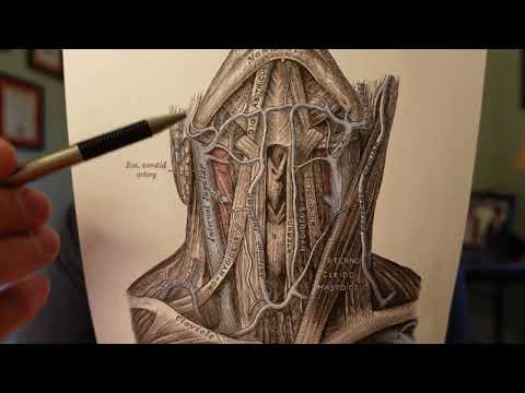 The Real Reason to Train Your Neck