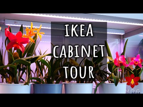 50 Orchids in one cabinet! - Ikea 'Greenhouse' Cabinet Tour