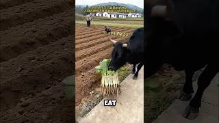 Quando a Vaca Vira Ajudante #shortvideo #americanpresident