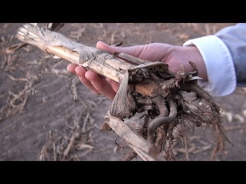 107. Feldexkursion: Abgeerntete Maisfelder für Wintergetreideaussaat vorbereiten