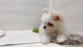 ハーフ犬の動画01