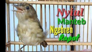Download lagu Nyiul Manteb Ngebren Burung Flamboyan cocok buat masteran Burung Kicau mp3
