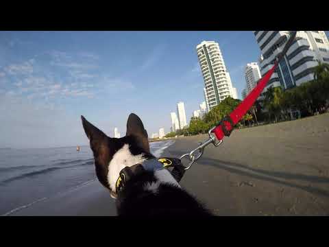 Doggie GoPro - Beach run with Benji - Cartagena, Colombia