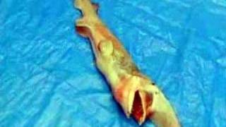 Prehistoric Shark "The Goblin Shark"