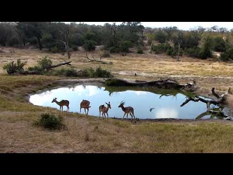 Djuma: Impala bachelor herd - 06/12/18
